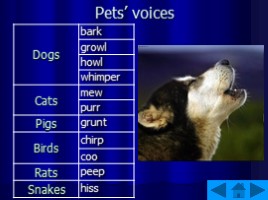 Pets, слайд 12
