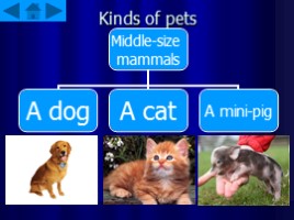 Pets, слайд 4