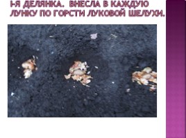 Исследовательская работа «Способы борьбы с прожорливым потомством жука-щелкуна», слайд 12