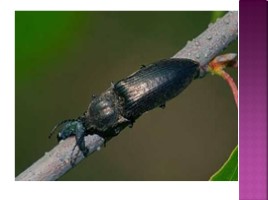 Исследовательская работа «Способы борьбы с прожорливым потомством жука-щелкуна», слайд 9