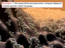 О бактериях, слайд 2