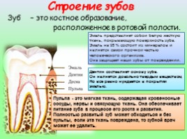 Здоровые зубы, слайд 2