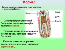 Здоровые зубы, слайд 7