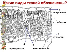 Система оценки достижения планируемых результатов на уроках биологии, слайд 24