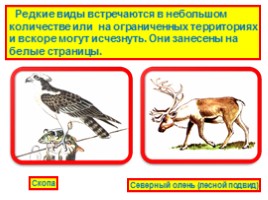Красная книга «Животные», слайд 9