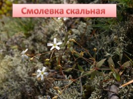 Растения Красной книги Ленинградсокй области, слайд 11