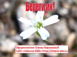 Растения Красной книги Ленинградсокй области, слайд 15