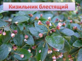 Растения Красной книги Ленинградсокй области, слайд 5