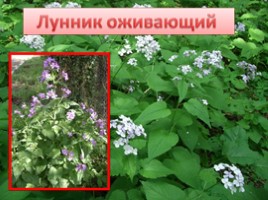 Растения Красной книги Ленинградсокй области, слайд 7