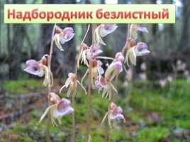 Растения Красной книги Ленинградсокй области, слайд 8