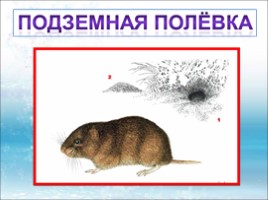 Красная книга Ленинградской области «Звери», слайд 16