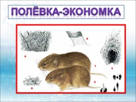 Красная книга Ленинградской области «Звери», слайд 17