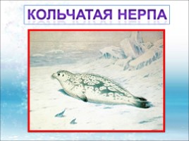 Красная книга Ленинградской области «Звери», слайд 28