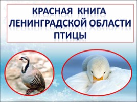 Красная книга Ленинградской области «Птицы»