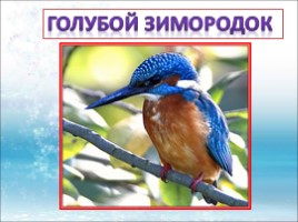 Красная книга Ленинградской области «Птицы», слайд 17