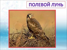 Красная книга Ленинградской области «Птицы», слайд 23