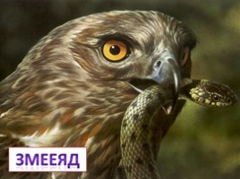 Красная книга Ленинградской области «Птицы», слайд 25