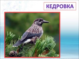 Красная книга Ленинградской области «Птицы», слайд 28
