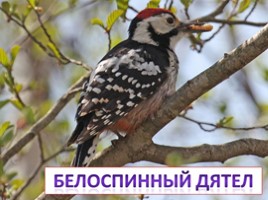 Красная книга Ленинградской области «Птицы», слайд 29
