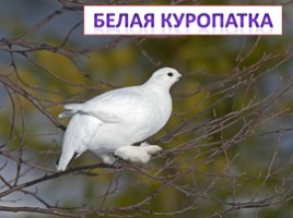 Красная книга Ленинградской области «Птицы», слайд 31