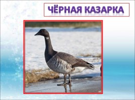 Красная книга Ленинградской области «Птицы», слайд 33