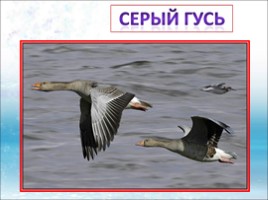 Красная книга Ленинградской области «Птицы», слайд 34