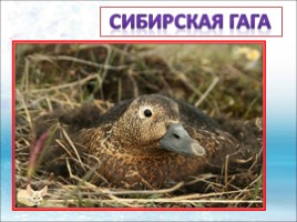 Красная книга Ленинградской области «Птицы», слайд 36