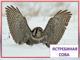 Красная книга Ленинградской области «Птицы», слайд 8