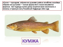 Красная книга Ленинградской области «Рыбы», слайд 10