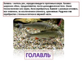 Красная книга Ленинградской области «Рыбы», слайд 11
