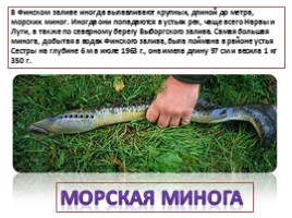 Красная книга Ленинградской области «Рыбы», слайд 12