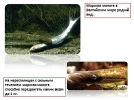 Красная книга Ленинградской области «Рыбы», слайд 13