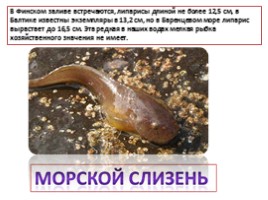 Красная книга Ленинградской области «Рыбы», слайд 14
