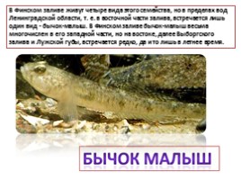 Красная книга Ленинградской области «Рыбы», слайд 15