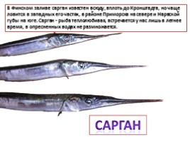 Красная книга Ленинградской области «Рыбы», слайд 17