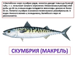Красная книга Ленинградской области «Рыбы», слайд 18