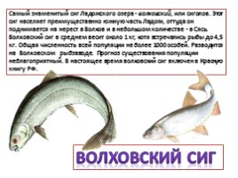 Красная книга Ленинградской области «Рыбы», слайд 3
