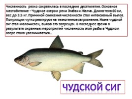 Красная книга Ленинградской области «Рыбы», слайд 4