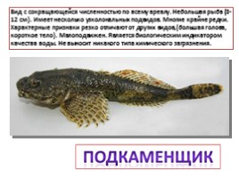 Красная книга Ленинградской области «Рыбы», слайд 5