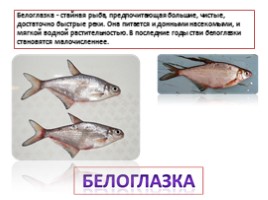 Красная книга Ленинградской области «Рыбы», слайд 6