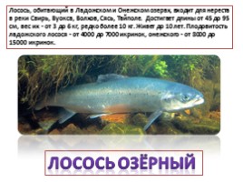 Красная книга Ленинградской области «Рыбы», слайд 7
