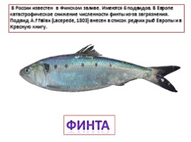 Красная книга Ленинградской области «Рыбы», слайд 9