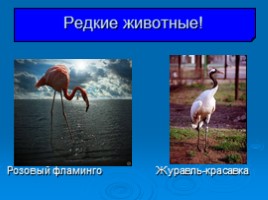 Окружающий мир 3 класс «Охрана животных», слайд 24