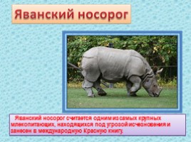 10 исчезающих видов животных в 2010 году по мнению WWF, слайд 21