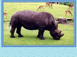10 исчезающих видов животных в 2010 году по мнению WWF, слайд 22