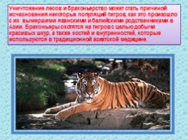 10 исчезающих видов животных в 2010 году по мнению WWF, слайд 3