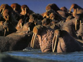 10 исчезающих видов животных в 2010 году по мнению WWF, слайд 7