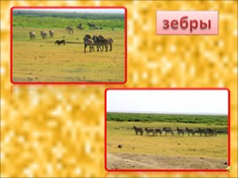 Животные Африки, слайд 11