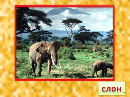 Животные Африки, слайд 21