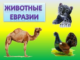 Животные Евразии, слайд 1